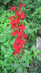 Cardinal Flower (Lobelia cardinalis)