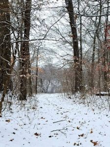 Woods in winter