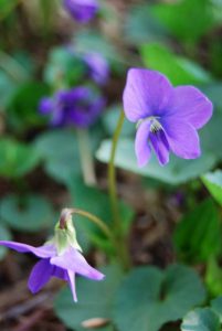 Whitman Woods Blue Violet